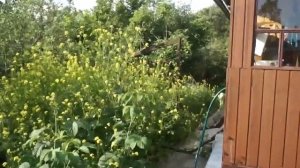 Экскурсия по дачному участку