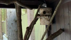 Черные Белки в вольере.Первые морозы.