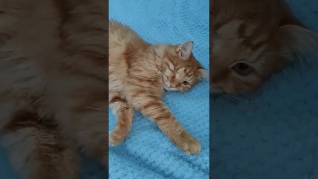 25.10.2020 - Котик Чак-чак уехал домой (видео из дома) смотреть онлайн