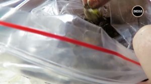 Хранение луковиц лилий до высадки в грунт. How do I store the bulbs lily.