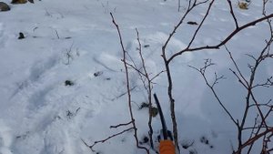 Обрезка загущеного куста голубики. Урок 4.