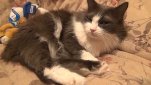 ЯЗЫК КОШЕК И КОТОВ ( Как понять своего питомца?)