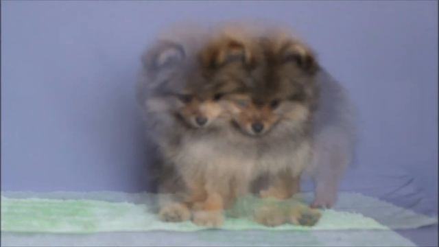 ДЕНЕБ КЕЙТОС КВЕНТИН ЛАККИ (Немецкий шпиц) смотреть онлайн