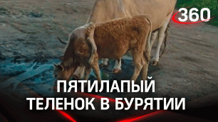Теленок с пятью ногами найден в Бурятии у берегов Байкала