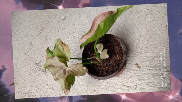 Unboxing Pink Spot Syngonium from Tarlac LBC 1 day lang (re-upload) смотреть онлайн