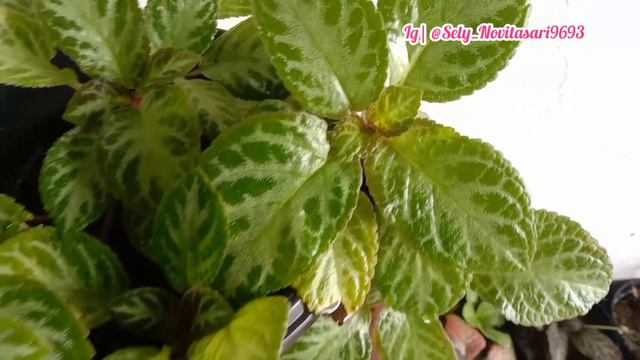 BEBERAPA KOLEKSI TANAMAN HIAS EPISCIA YANG RIMBUN.!!! смотреть онлайн