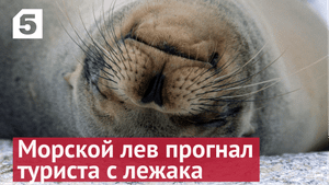 Морской лев.