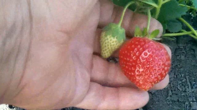 Клубника Альба,посадка этого года ранней весной смотреть онлайн