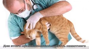 Блошиный дерматит у кошек: симптомы и лечение