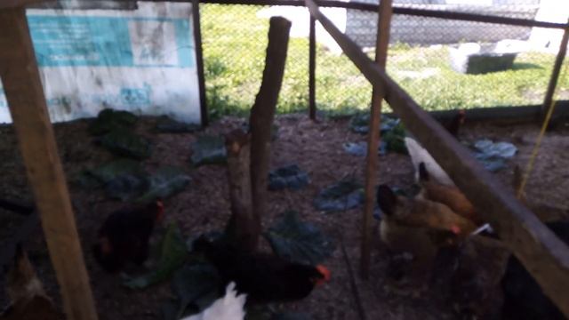 Кормлю Курочек КАПУСТОЙ и ЗЕРНОСМЕСЬЮ. 14 июля 2019г. смотреть онлайн