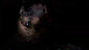 5 Самых невероятных муравьёв