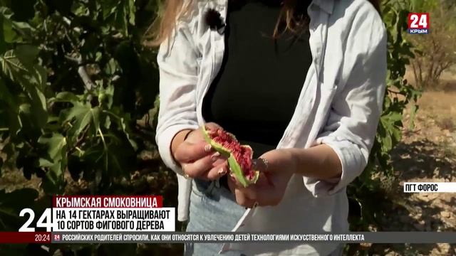 В Крыму приступили к сбору инжира
