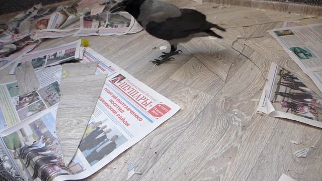 Серая ворона Крышечка развлекается смотреть онлайн