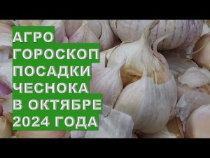 Агрогороскоп посадки чеснока в октябре 2024Agrohoroscope for planting winter garlic in October 2024