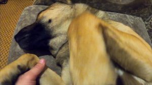 Рыжик пришел с моря я дома