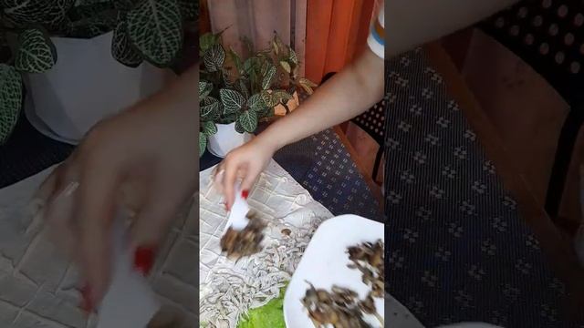 "Грибной рай" ЗАКУСКА В ЛАВАШЕ С ГРИБАМИ смотреть онлайн