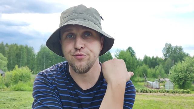 Высаживаю Павловнию в открытый грунт