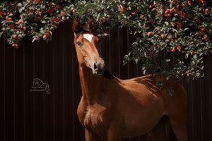 на пастбище осеннем.