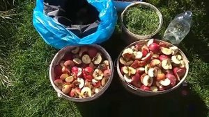 012 Ферментация#опада#яблок#корм для домашних червей