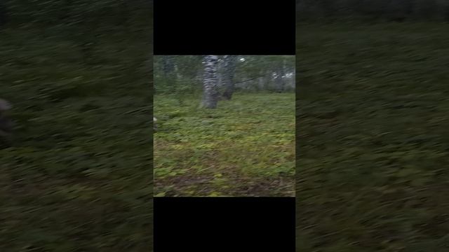 Моя красотка Умка