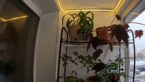 Обзор растений на лоджии