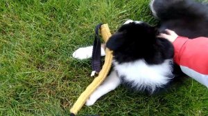 Бордер колли 2 месяца