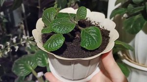 Комнатные цветы в ноябре. Плектрантус Цветёт