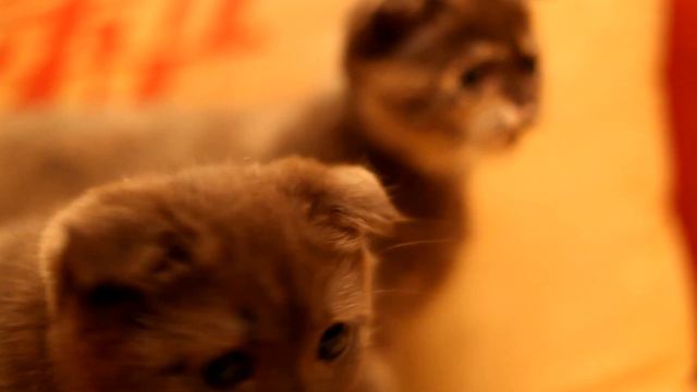 Игривые плюшевые котята