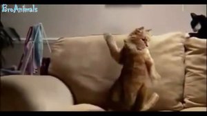Веселые Картинки #2
