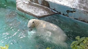 水がきれいで気持ちがいいね💗ホウちゃん暴れる暴れる【天王寺動物園】