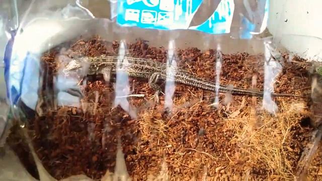 Наши прыткие ящерицы проснулись смотреть онлайн