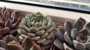 Echeveria Alienor