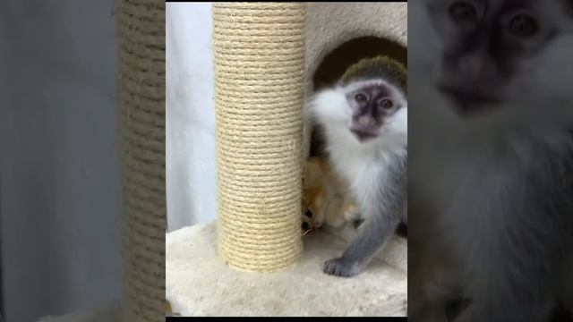 Kitten plays with baby monkey tail #shorts