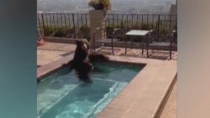 Медведь пробрался в частный дом и искупался в бассейне в США