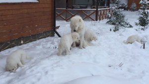 Мареммо-абруцкая овчарка