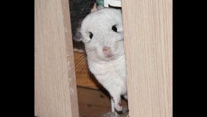 Dad Chinchilla sees his children for the first time. Папа шиншилла первый раз видит своих детей