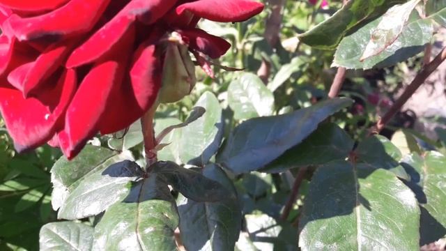 Роза чайная "Черный принц" - Black Prince! Старинный сорт