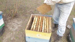 Развитие карника Пешец и Тройзек весной, расширение гнезда