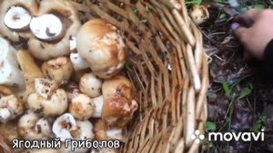 ❗Решила набрать валуёв на пробу, а ещё лисичек и белых ? По грибы 27.06.2023 г. Курская область❗