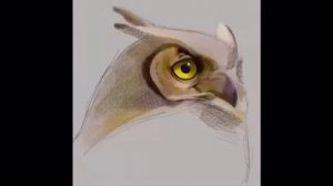 Owl drawing