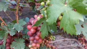 Прогулка по винограднику(есть на что посмотреть 2023 )