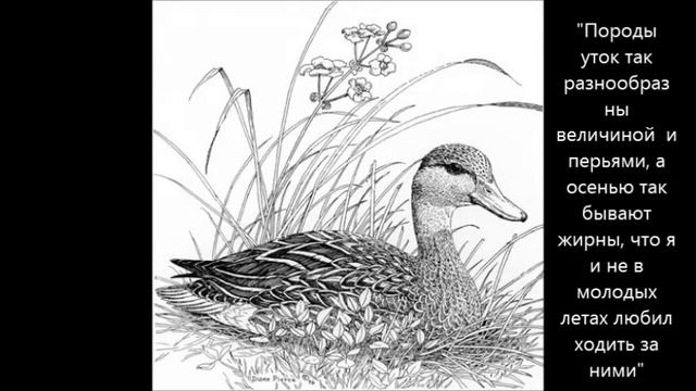 С.Т. Аксаков. "Записки ружейного охотника" смотреть онлайн