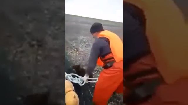 Спасли медвежонка. Запутался в сетях. смотреть онлайн