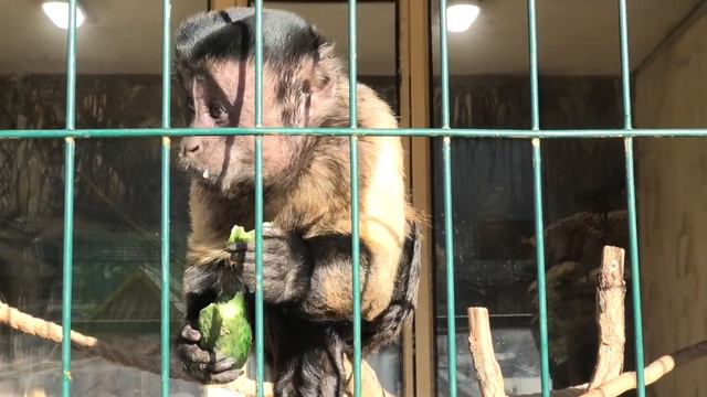 Ферма Ишачок. Оказалось, что Абу любит огурцы! Farm Ishachok. It turned out that Abu loves cucumber смотреть онлайн