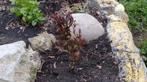 Барбарис Оранж Рокет с вайберес . Посадила саженцы в грунт.