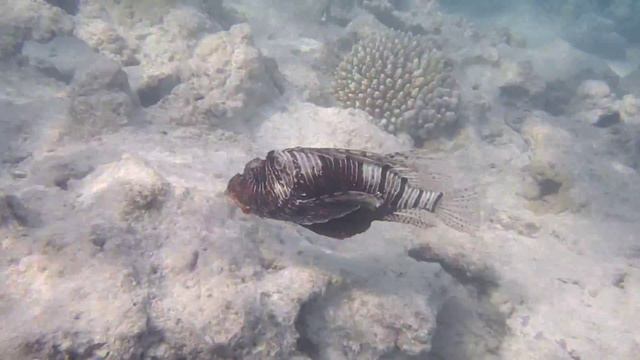 Rotfeuerfisch.Pterois litans.Рыба-зебра, рыба-лев. .DSCF8199 смотреть онлайн