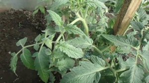 СОРТА ТОМАТОВ ДЕМИДОВСКИЙ И НАСТЕНЬКА В ТЕПЛИЦЕ.  Краткий видеообзор от Ольги Черновой 12 мая