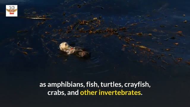 Top 20 Amazing Facts About North American River Otters смотреть онлайн