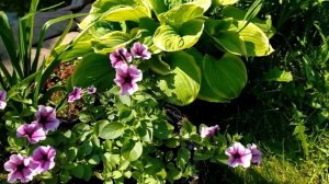 Новинки!!! Петуния Опера Суприм Папл Вейн и Опера Суприм Лемон.