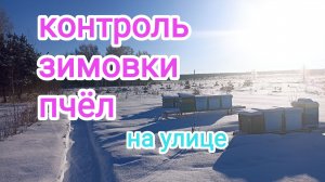 Осмотр пчёл в январе. Пчеловодство!